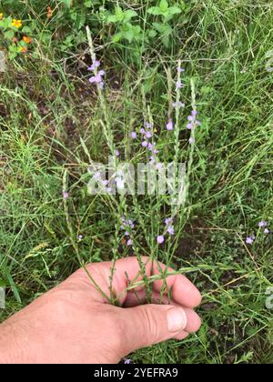 Texanisches Eisenkraut (Verbena halei) Stockfoto