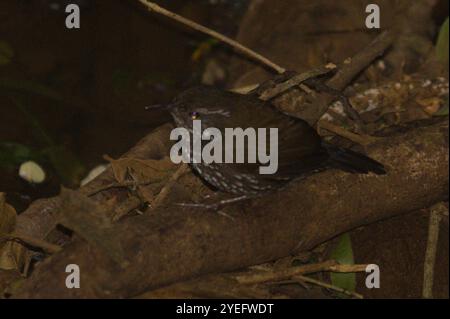 Streamkriecher (Lochmias nematura) Stockfoto