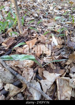 Weiße Fawnlilie (Erythronium albidum) Stockfoto