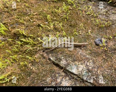 Südlichen zwei gesäumten Salamander (Eurycea Cirrigera) Stockfoto