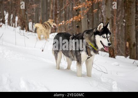 Ein stoischer sibirischer Husky, gebündelt in einem Gurtzeug und Kragen, blickt aus einem schneebedeckten Bergpass hervor, dessen durchdringende blaue Augen die Weite des Th reflektieren Stockfoto