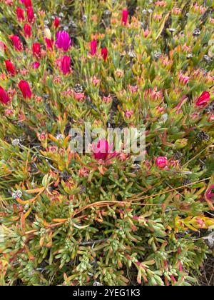 Chilenische Meeresfeige (Carpobrotus chilensis) Stockfoto