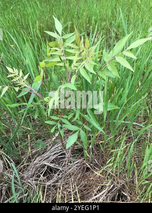 Prairie flameleaf sumac (Rhus lanceolata) Stockfoto