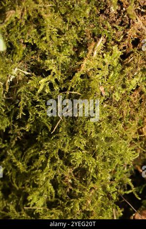 Gewöhnliches Federmoos (Kindbergia praelonga) Stockfoto