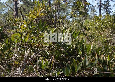 lorbeerblatt greenbrier (Smilax laurifolia) Stockfoto