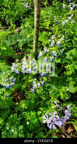 Frühlingsblauäugige Maria (Collinsia verna) Stockfoto