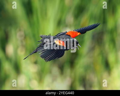 Ein farbenfroher Rotflügelbarsch mit wunderschönen Schulterfedern, die beim Fliegen über seinen natürlichen Lebensraum mit grünen Schilfen und Welpen rufen. Stockfoto