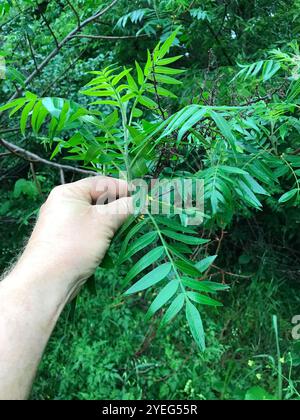Prairie flameleaf sumac (Rhus lanceolata) Stockfoto
