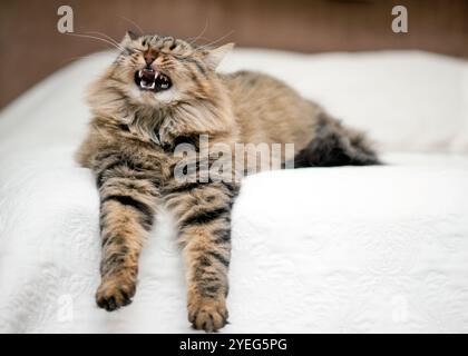 Eine flauschige Tabbykatze breitet sich auf einem Bett aus, mitten im Gähnen, mit weit geöffnetem Mund, mit einem entspannten, aber heftigen Ausdruck. Stockfoto