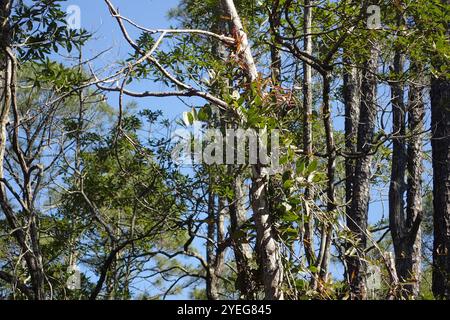 lorbeerblatt greenbrier (Smilax laurifolia) Stockfoto
