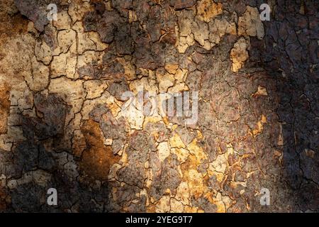Rinde eines alten Boab-Baumes in Western Australia Stockfoto