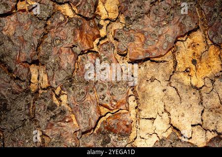 Rinde eines alten Boab-Baumes in Western Australia Stockfoto