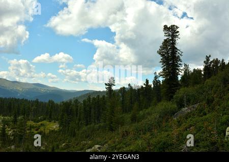 Der sanfte Hang des Berges ist mit einem dichten Nadelwald mit Kiefern und hohen Zedern an einem bewölkten Sommertag bewachsen. Naturpark Ergaki, Kras Stockfoto