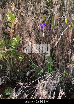 Bartlose Iris (Limniris) Stockfoto