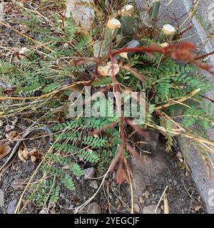 New Mexico Heuschrecke (Robinia neomexicana) Stockfoto