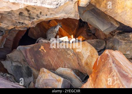 Kurzohr-Rock-Wallaby (Petrogale brachyotis) in Kimberley, Westaustralien Stockfoto