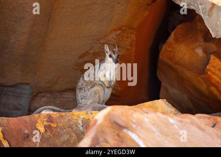 Kurzohr-Rock-Wallaby (Petrogale brachyotis) in Kimberley, Westaustralien Stockfoto