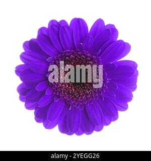 Schöne dunkelviolette Gerbera Blume auf weißem Hintergrund Stockfoto