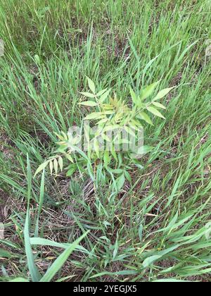 Prairie flameleaf sumac (Rhus lanceolata) Stockfoto