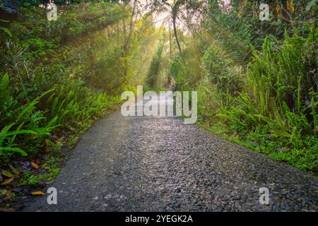Ein ruhiger, sonnendurchfluteter Waldweg, umgeben von lebhaftem Grün, einladend zur Erkundung und ein Gefühl von Staunen und Ruhe. Stockfoto