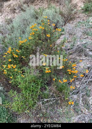 Südbuschaffenblume (Diplacus longiflorus) Stockfoto