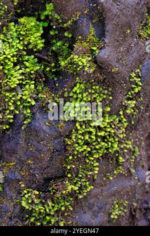 Eine lebhafte Schicht aus grünem Moos bedeckt die zerklüftete Oberfläche eines Baumes oder Felsens und zeigt die Widerstandsfähigkeit und Schönheit der Naturdetails bei nassen Bedingungen. Stockfoto