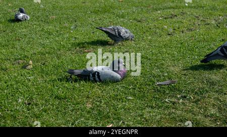 Tauben auf dem Gras in der Nähe von Arthur's Quay in Limerick Stockfoto