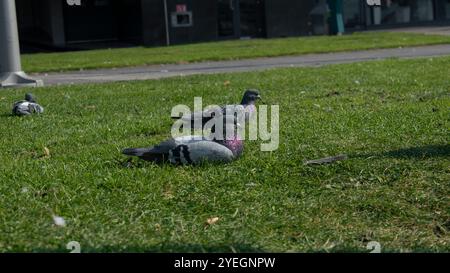 Ein Paar Tauben, die sich auf einem Gras in der Nähe von Arthur's Quay in Limerick sonnen Stockfoto