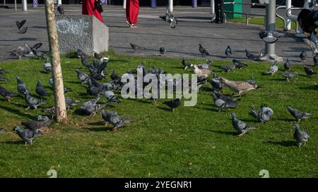 Passanten auf dem Fußweg mit einer Menge Tauben und zwei Möwen, die auf dem Rasen in der Nähe von Arthur's Quay in Limerick nach Nahrung suchen Stockfoto