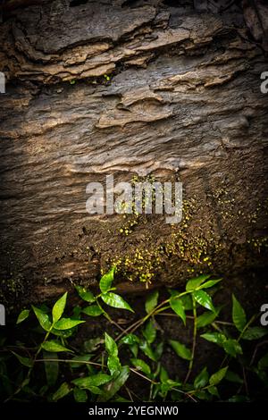 Nahaufnahme einer strukturierten Baumrinde, die komplizierte Muster mit kleinen grünen Pflanzen zeigt, die umher wachsen und die natürliche Schönheit in einem Regenwaldgebiet symbolisieren. Stockfoto