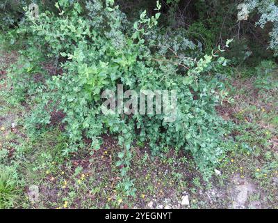 westliches weißes Geißblatt (Lonicera albiflora) Stockfoto