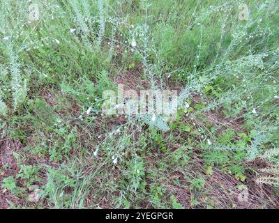 Wiesenflachs (Linum pratense) Stockfoto