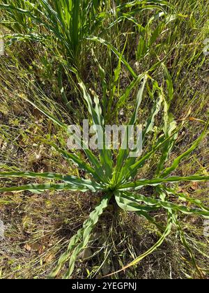 Wellige Seifenpflanze (Chlorogalum pomeridianum) Stockfoto