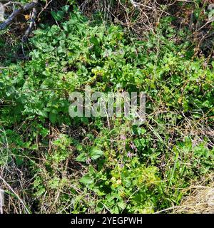 Kalifornische Hedge Nessel (Stachys bullata) Stockfoto