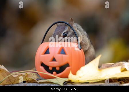 Das süße kleine östliche Chipmunk (Tamias striatus) schaut sich den Kürbis-Leckerli-Eimer für Halloween-Leckereien an Stockfoto