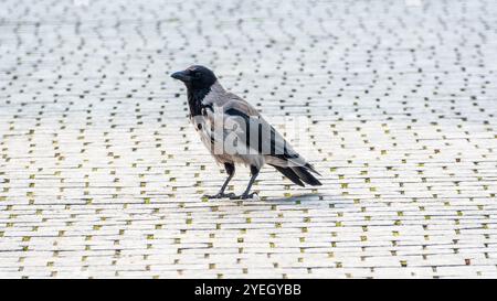 corvus cornix, auch Hoodie genannt, steht auf dem Kopfsteinpflasterpfad Stockfoto