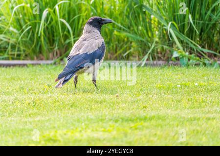 Die Krähe mit Kapuze, corvus cornix, auch Kapuzenpullover genannt, steht im Herbst- oder Frühlingswald auf dem Rasen Stockfoto