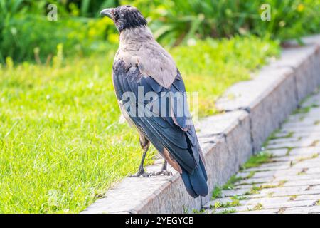 Die Krähe mit Kapuze, corvus cornix, auch Kapuzenpullover genannt, steht im Herbst- oder Frühlingswald auf dem Rasen Stockfoto