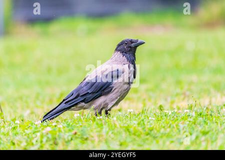 Die Krähe mit Kapuze, corvus cornix, auch Kapuzenpullover genannt, steht im Herbst- oder Frühlingswald auf dem Rasen Stockfoto