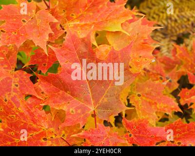 Rote Ahornblätter auf einem Ast, Quebec, Kanada Stockfoto