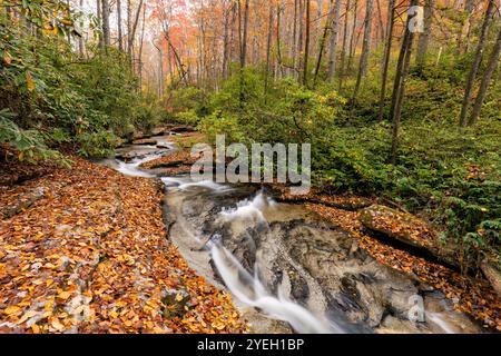 Fließende Kaskade im Herbst – Pisgah National Forest, nahe Brevard, North Carolina, USA Stockfoto