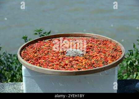 Trocknen roter Chilis in einem Tablett in einem kleinen Dorf auf dem Tung O Trail auf Lantau Island, Hongkong. Stockfoto