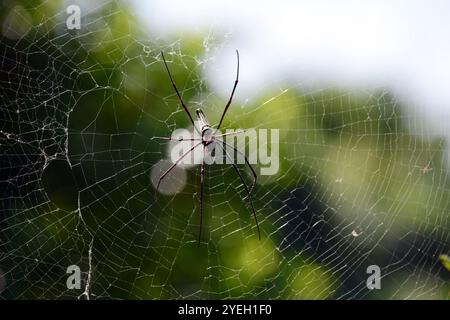 Northern Golden Orb Weaver spinnt sein Netz im Wald der Insel Lantau in Hongkong. Stockfoto