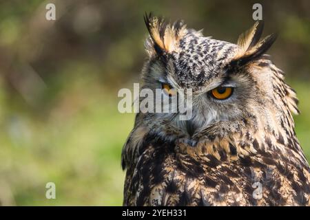 Große europäische oder eurasische Uhu (Bubo bubo) Nahaufnahme tagsüber im British Wildlife Centre, Newchapel, Lingfield, Surrey, Vereinigtes Königreich Stockfoto