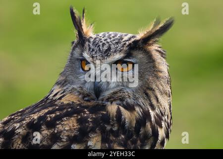 Große europäische oder eurasische Uhu (Bubo bubo) Nahaufnahme tagsüber im British Wildlife Centre, Newchapel, Lingfield, Surrey, Vereinigtes Königreich Stockfoto