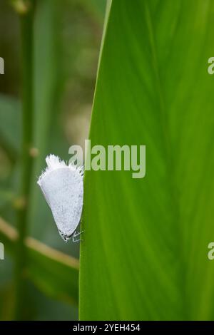 Nahaufnahme der weißen Fliege auf Baumblatt, sap saugend winzige weiße fliegende Insekten infizieren grüne Blätter im Garten, gewöhnliche Zimmerpflanzen Schädlinge, weiche Fokus Stockfoto