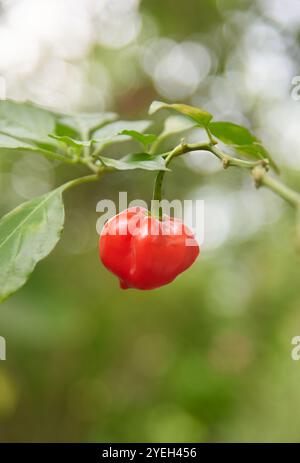 Rote Chilischote wächst im Garten, Nahaufnahme der heißesten Gewürze mit faltiger oder genoppter Haut, kulinarische Zutaten mit weichem Fokus und Kopierraum Stockfoto