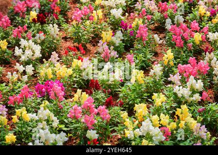 Erstaunliche bunte snapdragon Blumen (antirrhinum) im Garten Stockfoto