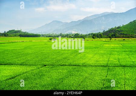 Schöne hellgrüne Reisfelder im Sommer Stockfoto