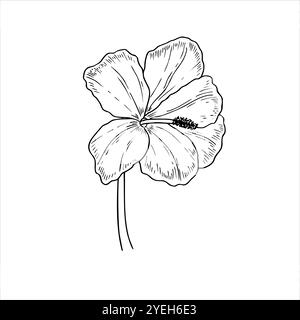 Einzelne blühende Hibiskusblüten-Vektor-isolierte Illustration. Tropische Wildblume in blühender monochromer Linienzeichnung. Blumenelement für Grüße Stock Vektor